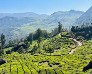 Western Ghats Odyssey: Kochi to Goa Moto Adventure